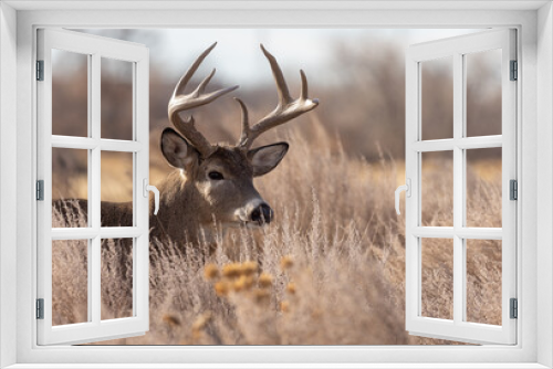 Fototapeta Naklejka Na Ścianę Okno 3D - Buck Whitetail Deer in the Rut in Colorado in Fall