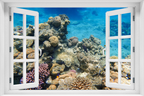 Fototapeta Naklejka Na Ścianę Okno 3D - Amazing underwater world of the Red Sea tropical fish swim between the corals hiding behind them