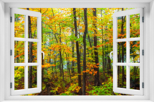 Fototapeta Naklejka Na Ścianę Okno 3D - USA, New Hampshire, Sugar Hill, Beech trees in Fall color