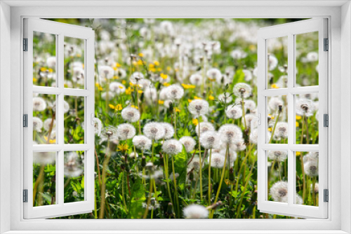 Fototapeta Naklejka Na Ścianę Okno 3D - nature, botany and flora concept - beautiful dandelion flowers blooming on summer field