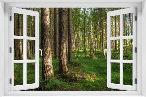 Fototapeta Naklejka Na Ścianę Okno 3D - Forest scenery, tree trunks landscape, green footage in summer time, mixed forest, july month