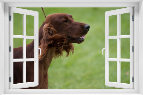 Fototapeta Naklejka Na Ścianę Okno 3D - Irish Setter close up