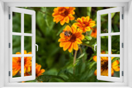 Fototapeta Naklejka Na Ścianę Okno 3D - Orange Flowers of Zinnia narrow-leaved close-up on a background of greenery in summer