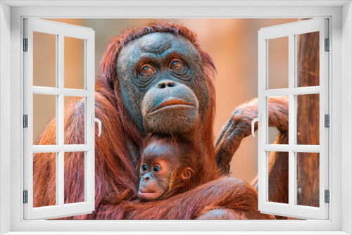 Fototapeta Naklejka Na Ścianę Okno 3D - orangutan mother cares for her baby