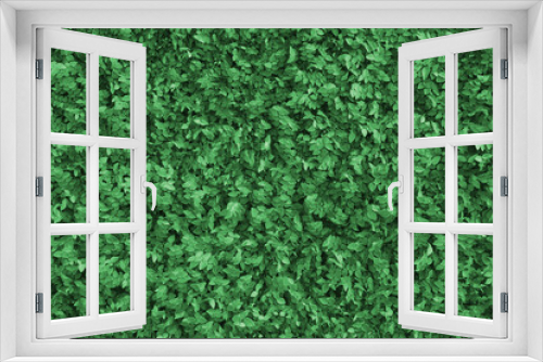 Fototapeta Naklejka Na Ścianę Okno 3D - 生垣のテクスチャ 緑の葉の背景素材