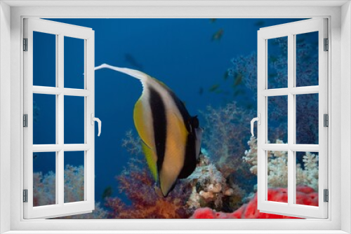 Fototapeta Naklejka Na Ścianę Okno 3D - The underwater life of the Red Sea
