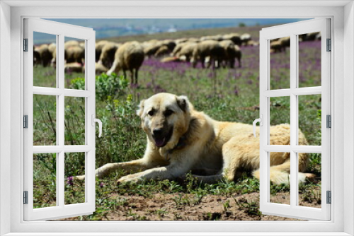 Fototapeta Naklejka Na Ścianę Okno 3D - Shepherd dogs with herd of sheep in open field.