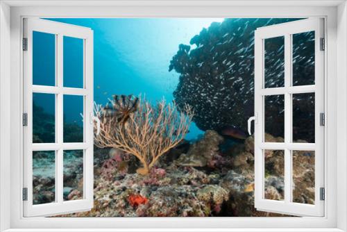 Fototapeta Naklejka Na Ścianę Okno 3D - coral reef environment
