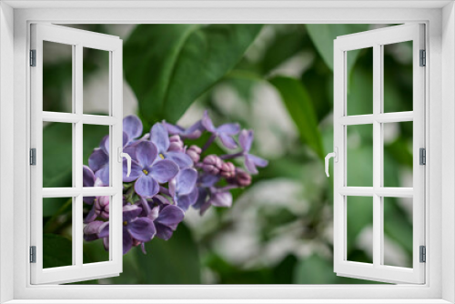 Fototapeta Naklejka Na Ścianę Okno 3D - A close-up photo of a purple lilac flower in spring