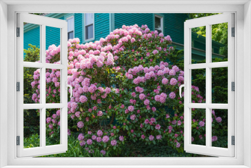 Fototapeta Naklejka Na Ścianę Okno 3D - A huge bush of pink rhododendrons near the wall of a green house