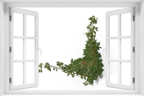 Fototapeta Naklejka Na Ścianę Okno 3D - 3D illustration of a realistic Ivy plant