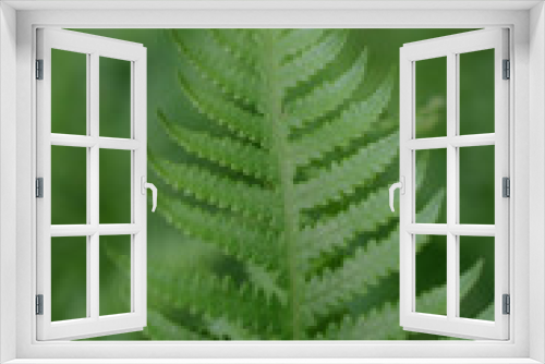 Fototapeta Naklejka Na Ścianę Okno 3D - fern leaves