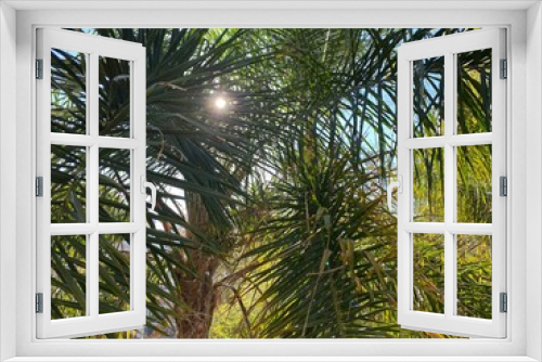 Fototapeta Naklejka Na Ścianę Okno 3D - Sun shining through close up of palm tree leaves and trunk