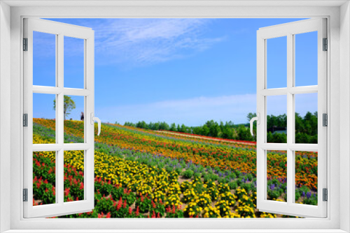 Fototapeta Naklejka Na Ścianę Okno 3D - 北海道の花畑