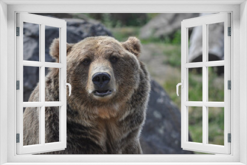 Fototapeta Naklejka Na Ścianę Okno 3D - Portrait of an American grizzly (brown) bear gazing directly at the camera, Montana - USA