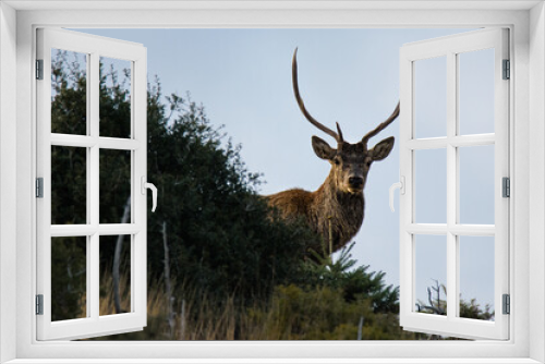 Fototapeta Naklejka Na Ścianę Okno 3D - Red deer - Cervus elaphus wild walking at Parnitha mountain free