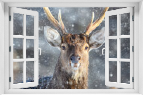 Fototapeta Naklejka Na Ścianę Okno 3D - Roe deer portrait in the winter forest. Animal in natural habitat