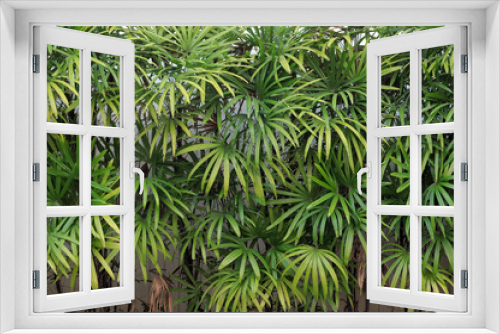 Fototapeta Naklejka Na Ścianę Okno 3D - close up of a fern