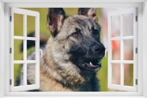 Fototapeta Naklejka Na Ścianę Okno 3D - a German Shepherd dog guards and barks