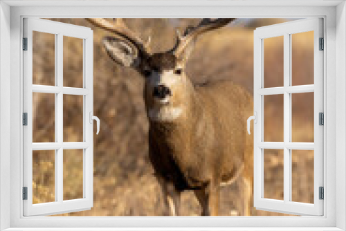 Fototapeta Naklejka Na Ścianę Okno 3D - Buck Mule Deer in the Rut in Autumn in Colorado