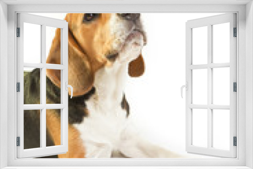 Fototapeta Naklejka Na Ścianę Okno 3D - Cute beagle on white