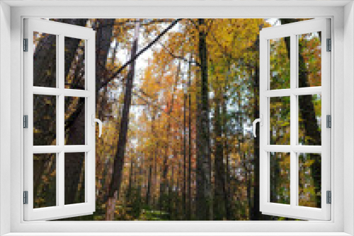 Fototapeta Naklejka Na Ścianę Okno 3D - Autumn colors in South Carolina