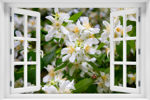 Fototapeta Naklejka Na Ścianę Okno 3D - White fragrant jasmine flowers close up in the garden.