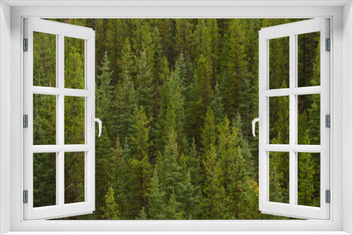 Fototapeta Naklejka Na Ścianę Okno 3D - Evergreen trees