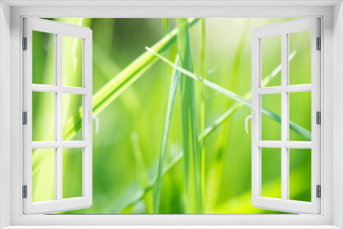 Fototapeta Naklejka Na Ścianę Okno 3D - green grass leaf in garden with bokeh background