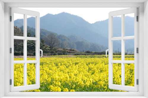 Fototapeta Naklejka Na Ścianę Okno 3D - The beautiful countryside view with the yellow canola flowers blooming in the field in China in spring