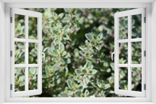 Fototapeta Naklejka Na Ścianę Okno 3D - Silver Queen Lemon Thyme