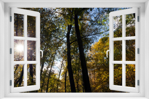Fototapeta Naklejka Na Ścianę Okno 3D - deciduous trees during leaf fall in autumn