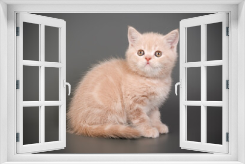 Fototapeta Naklejka Na Ścianę Okno 3D - Scottish straight shorthair cat on colored backgrounds