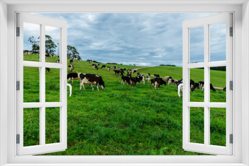Fototapeta Naklejka Na Ścianę Okno 3D - Dairy cow grazing in a meadow of pasture on a farm