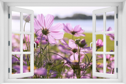 Fototapeta Naklejka Na Ścianę Okno 3D - Pink cosmos flowers in the garden