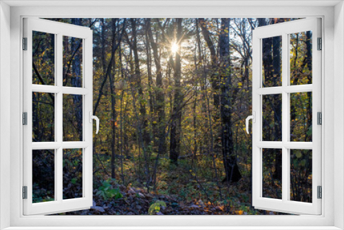 Fototapeta Naklejka Na Ścianę Okno 3D - sunny evening in the forest