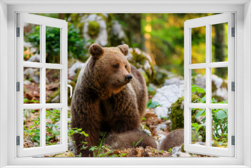 Fototapeta Naklejka Na Ścianę Okno 3D - Wild brown bear mother with her cubs walking and searching for food in the forest and mountains of the Notranjska region in S