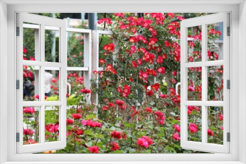 Fototapeta Naklejka Na Ścianę Okno 3D - 奈良のバラ園