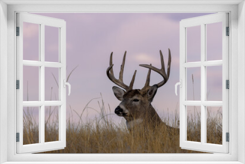 Fototapeta Naklejka Na Ścianę Okno 3D - Buck Whitetail Deer Bedded During the Fall Rut in Colorado