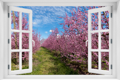 Fototapeta Naklejka Na Ścianę Okno 3D - Peach tree orchard in full bloom with blue sky