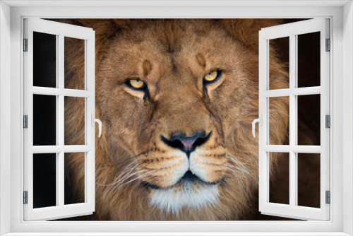 Fototapeta Naklejka Na Ścianę Okno 3D - portrait of a beautiful lion isolated on white background