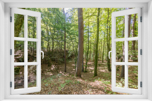 Fototapeta Naklejka Na Ścianę Okno 3D - Lush green trees with thin trunks on the Mullerthal Trail region, with the sun coming through the trees casting shadows on the ground, rock formation in the background, sunny summer day in Luxembourg