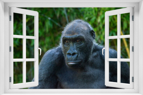 Fototapeta Naklejka Na Ścianę Okno 3D - Beautiful Gorilla with a fascinating intelligent expression