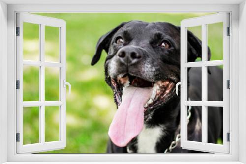 Fototapeta Naklejka Na Ścianę Okno 3D - Pitbull dog portrait winking and smiling