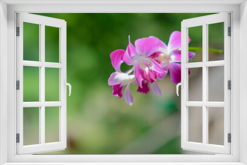 Fototapeta Naklejka Na Ścianę Okno 3D - The beauty of pink Thai orchids blooming in the garden