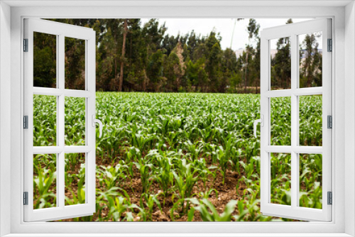 Fototapeta Naklejka Na Ścianę Okno 3D - Planta de maiz sembrado en Peru