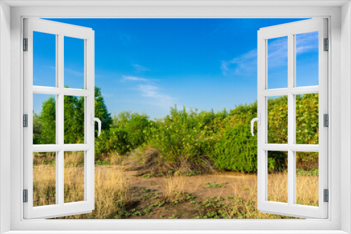 Fototapeta Naklejka Na Ścianę Okno 3D - field and blue sky