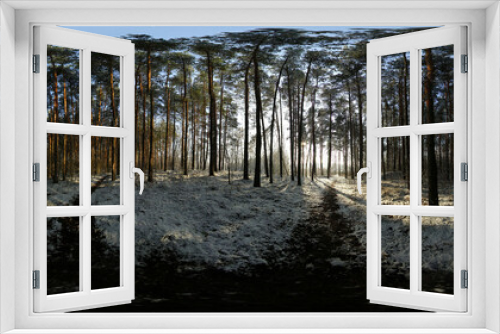 Fototapeta Naklejka Na Ścianę Okno 3D - Winter covered with snow Forest HDRI Panorama