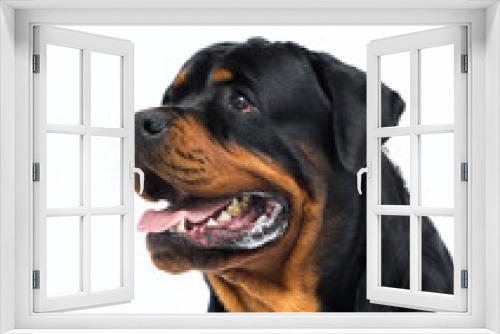 Fototapeta Naklejka Na Ścianę Okno 3D - Rottweiler dog on a white background