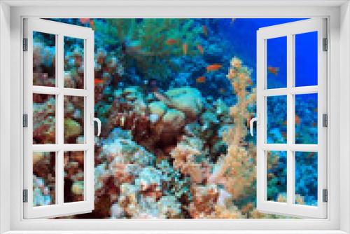 Fototapeta Naklejka Na Ścianę Okno 3D - Diving in the Red Sea